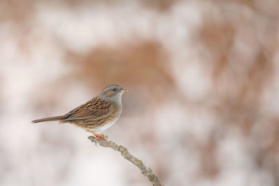 Close-up of bird perching on plant