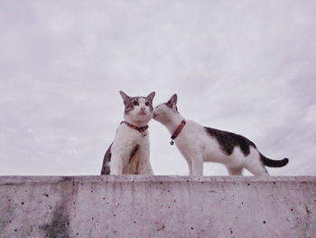 Cats sitting against wall