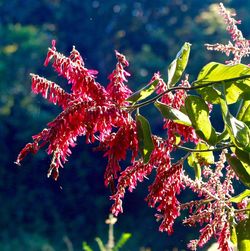 Close-up of maple leaves on tree