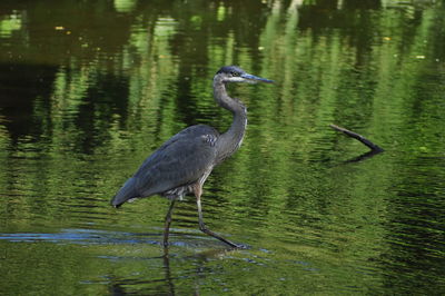 High angle view of gray heron by lake