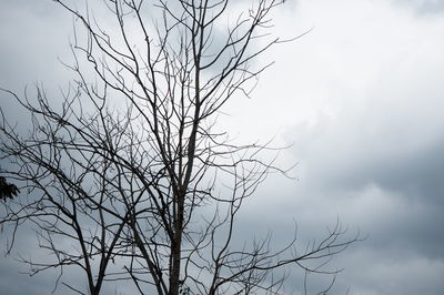 Low angle view of bare tree against sky