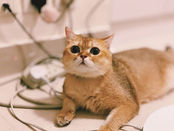 Portrait of cat sitting on tiled floor