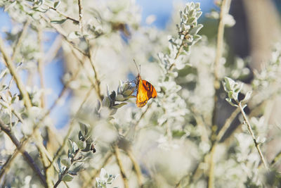 Close-up of butterfly pollinating on flower