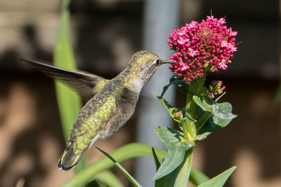 Close-up of hummingbird feeding on pink flowers