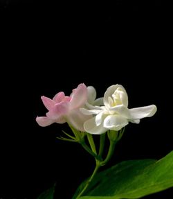 Close-up of white flower blooming against black background