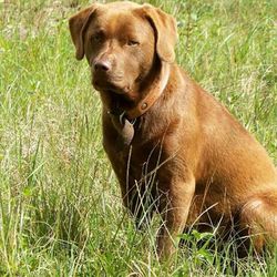 Portrait of dog on grassy field