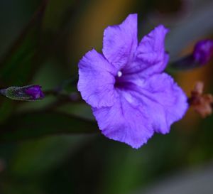 Close-up of purple flower