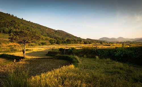 Scenic view of field against sky