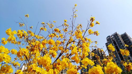 Low angle view of fresh yellow flowers against clear sky