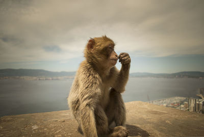 Monkey on rock against sky