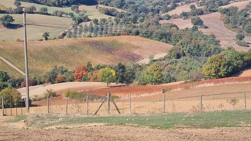 Scenic view of vineyard