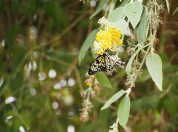 Close-up of bee on flower