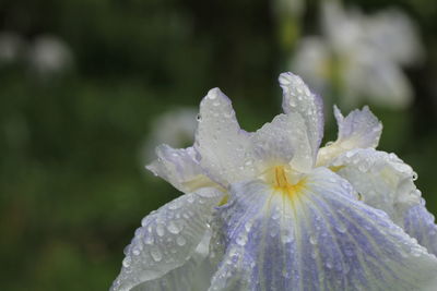 Close-up of raindrops on white rose flower