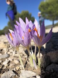 Close-up of purple crocus flowers on field