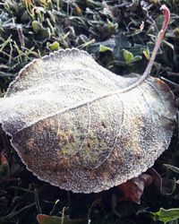 Close-up of fungus growing on field