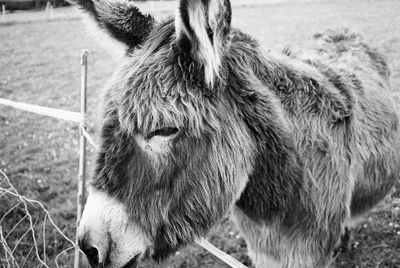 Close-up of horse on field