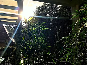Low angle view of plants against sky
