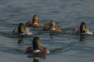 Duck swimming in lake