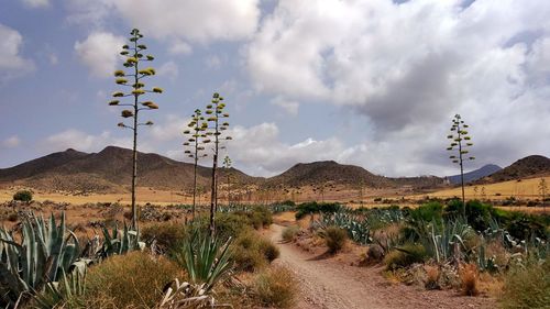 Plants on landscape against sky