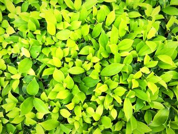 Full frame shot of leaves