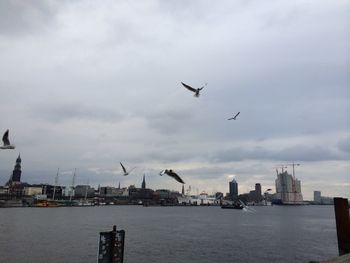 Bird flying over river against cloudy sky