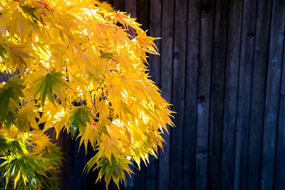 Close-up of yellow flower