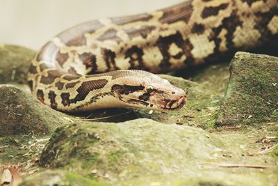 Close-up of lizard