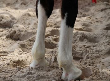 Low section of person walking on sand at beach