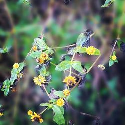 Close-up of butterfly on plant