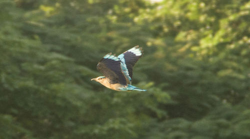 Close-up of bird flying against trees