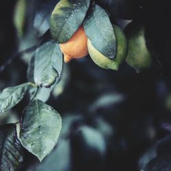 Close-up of green leaves