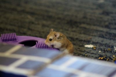 Close-up of hamster 