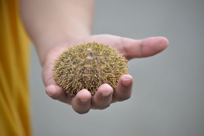 Close-up of hand holding sea urchin