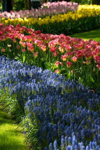 Close-up of multi colored tulips in field