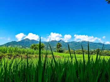 Scenic view of agricultural field against blue sky