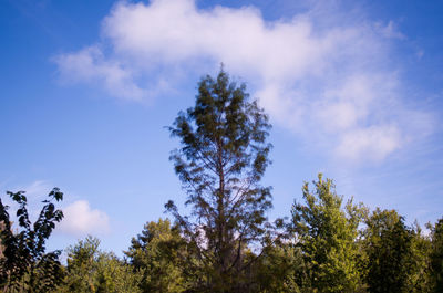 Low angle view of trees against blue sky