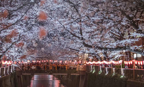 View of cherry blossom by canal