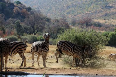 Zebras in a field