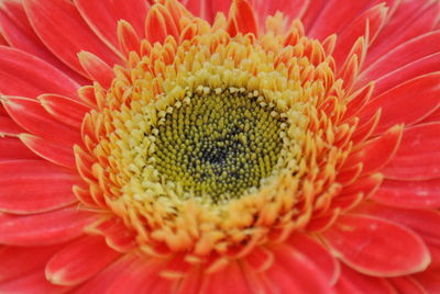 Macro shot of flower