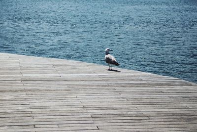 Seagull perching on pier by sea