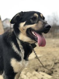 Close-up of dog looking away