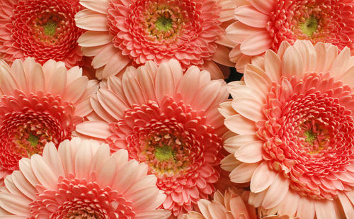 Close-up of pink daisy flowers