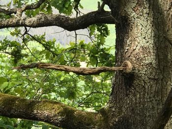 Low angle view of lizard on tree trunk