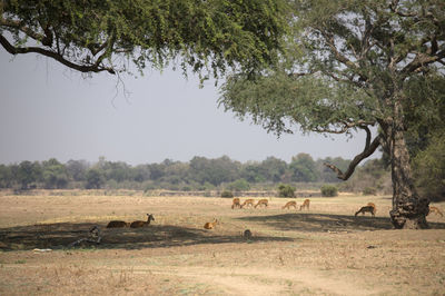 View of impalas on field