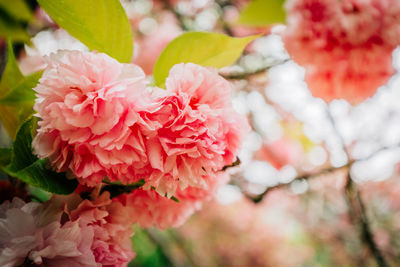 Close-up of fresh pink flowers