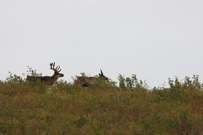 View of deer on field against clear sky