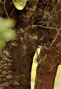 Close-up of squirrel on tree