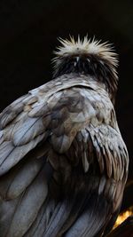 Close-up of vulture