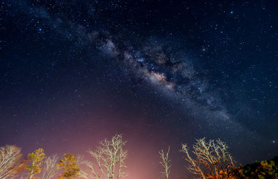 Low angle view of trees against star field at night