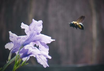 Close-up of bee pollinating on flower